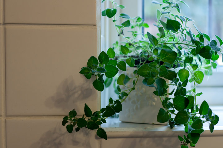oregano